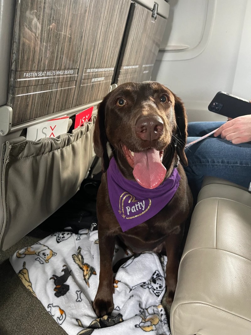 Best Dog Friendly Airlines