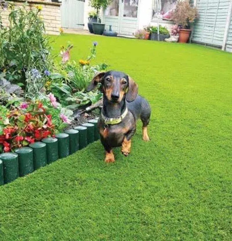 Best Dog Friendly Artificial Grass