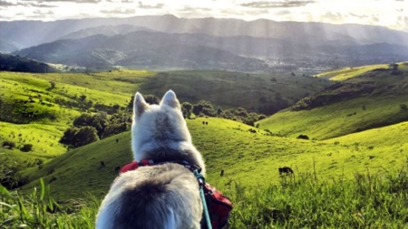 Best Dog Friendly Backpacking Trips