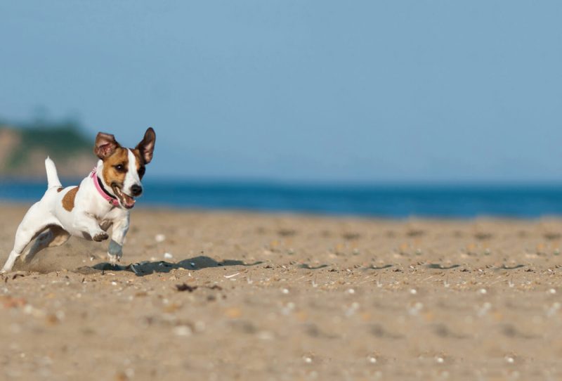 Best Dog Friendly Beaches Anglesey