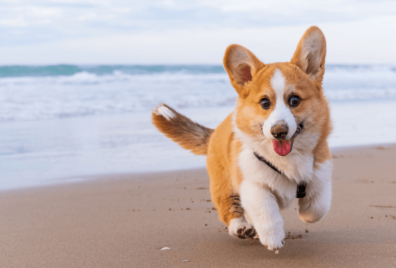 Best Dog Friendly Beaches East Devon