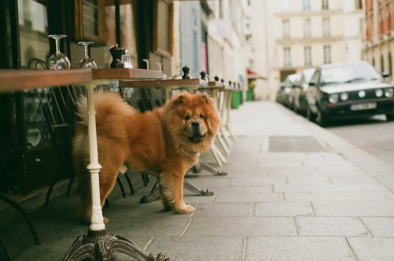 Best Dog Friendly Cafes York