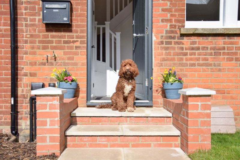 Best Dog Friendly Destinations Uk