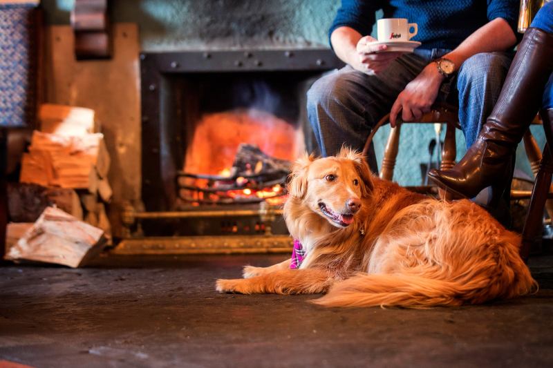 Best Dog Friendly Eateries Near Me