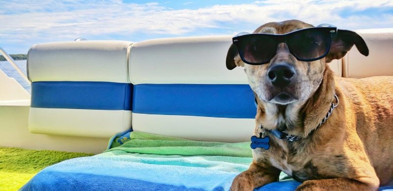 Best Dog Friendly Getaways