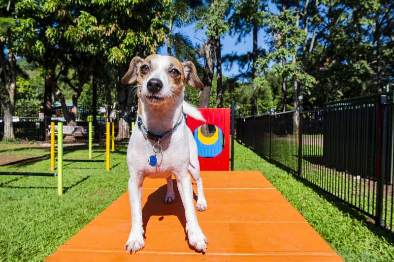 Best Dog Friendly Holidays Qld