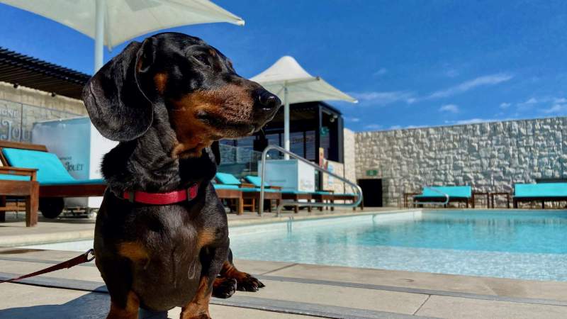 Best Dog Friendly Hotels Kent