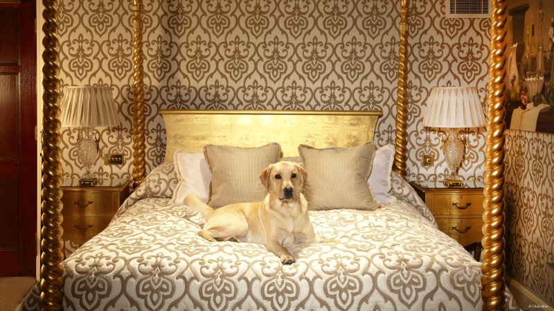 Best Dog Friendly Hotels Near Me