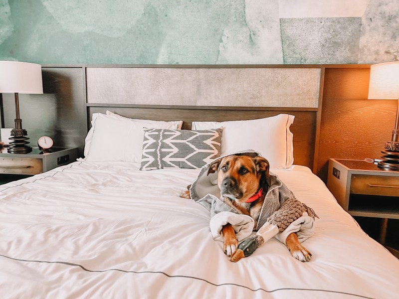 Best Dog Friendly Hotels On The East Coast