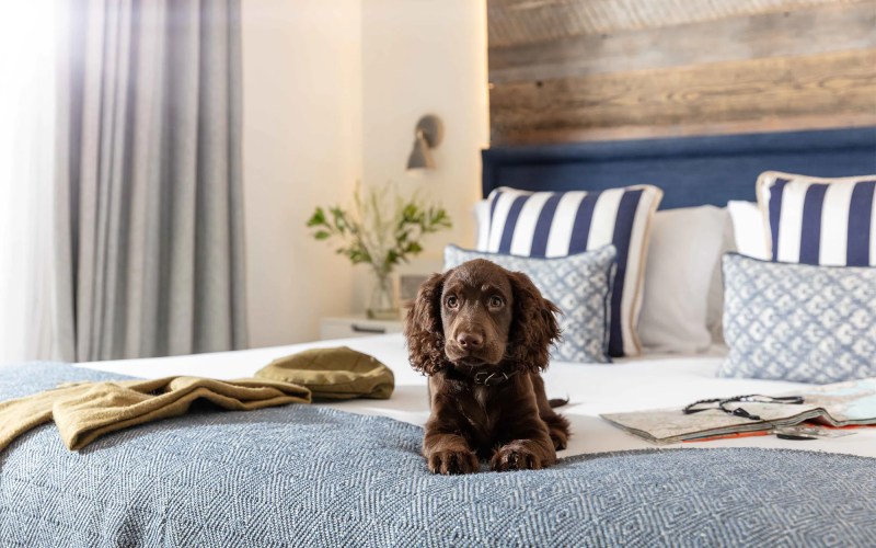 Best Dog Friendly Hotels Suffolk Coast