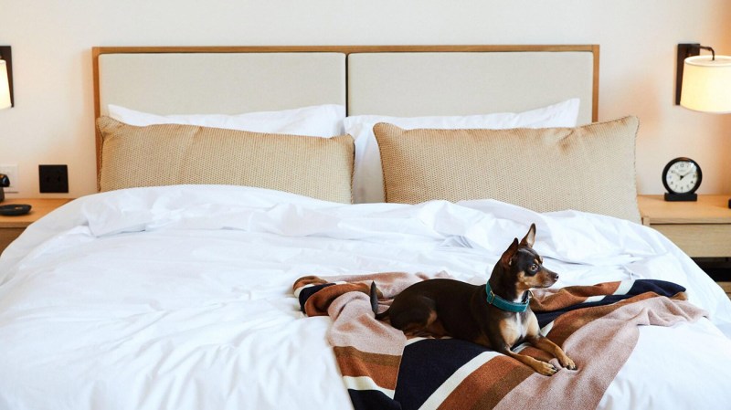 Best Dog Friendly Hotels