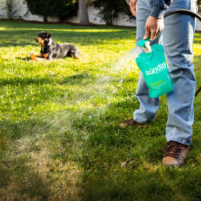 Best Dog Friendly Lawn Fertilizer