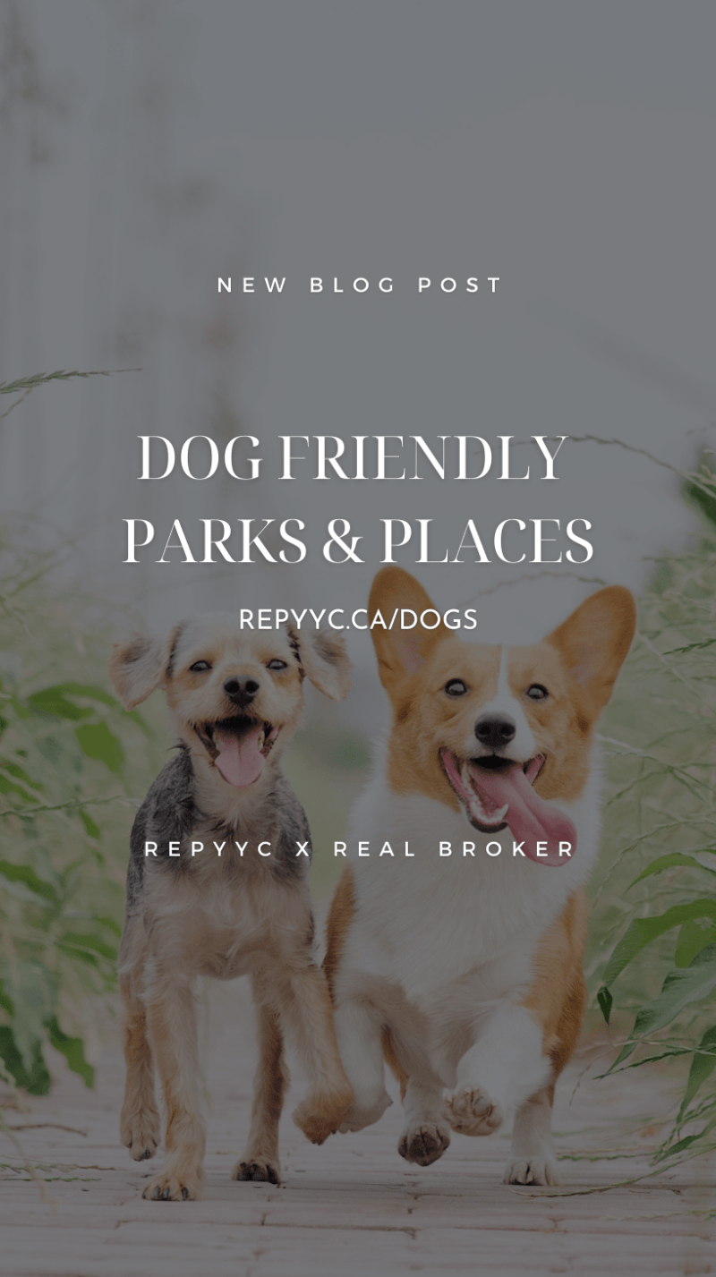 Best Dog Friendly Places Near Me