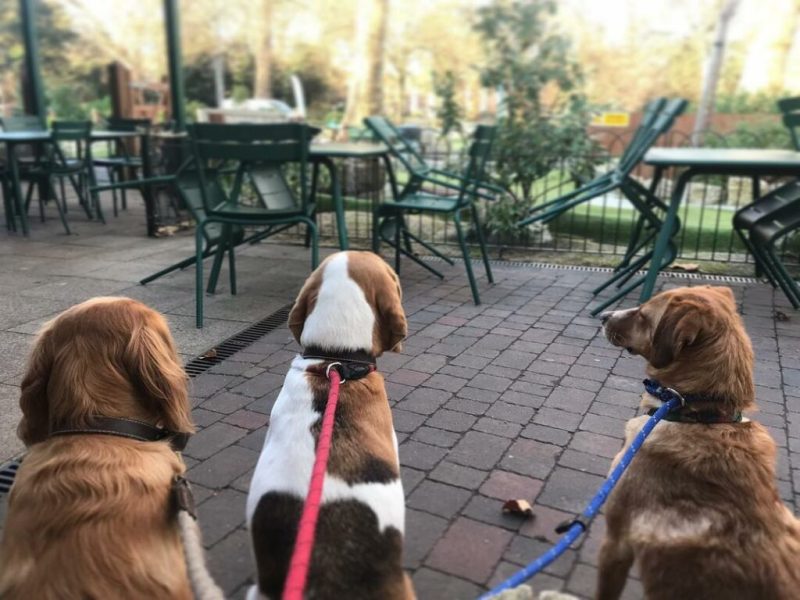 Best Dog Friendly Places To Eat Near Me