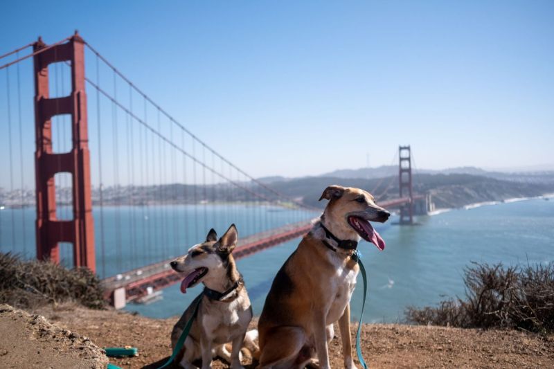 Best Dog Friendly Resorts California