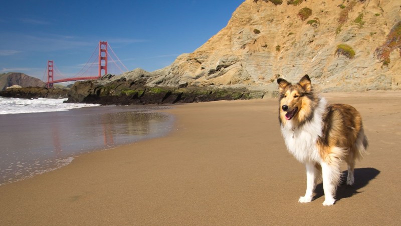 Best Dog Friendly Resorts Northeast