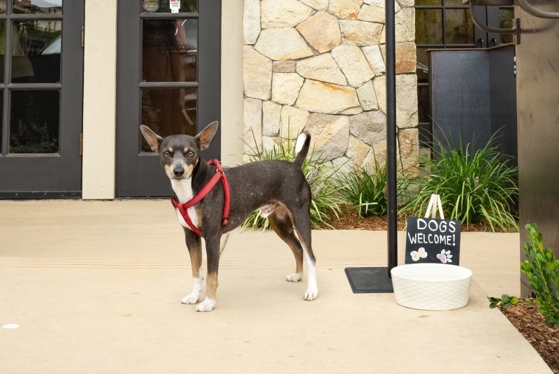 Best Dog Friendly Resorts Usa