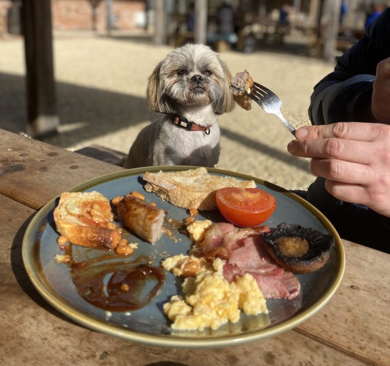 Best Dog Friendly Restaurants Near Me For Lunch