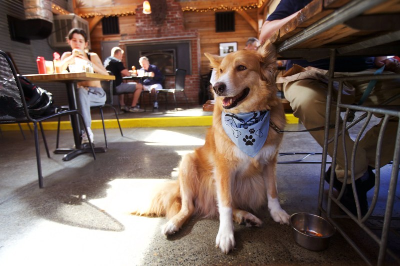 Best Dog Friendly Restaurants Portland