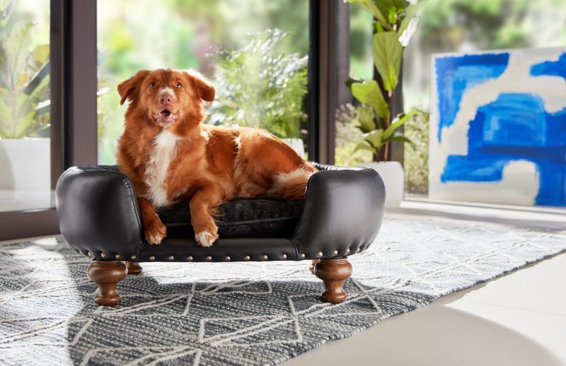 Best Dog Friendly Sofas Uk