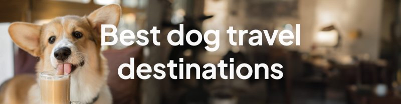 Best Dog Friendly Travel Destinations