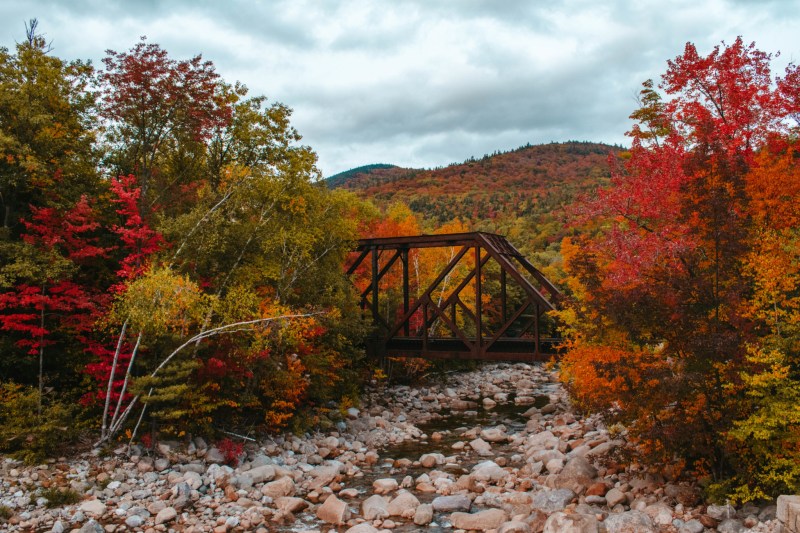 Best Dog Friendly Vacation Spots In New England