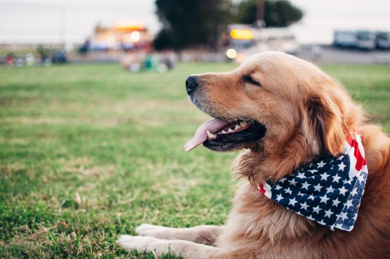 Best Dog Friendly Vacations In California