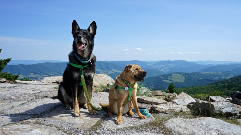 Best Dog Friendly Vacations In New England