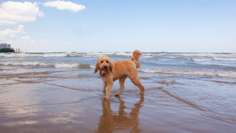 Best Dog Friendly Vacations Ohio