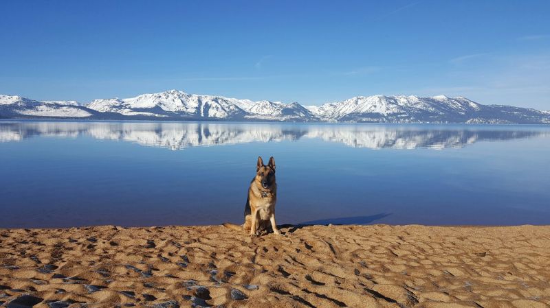 Best Dog Friendly Weekend Getaways California