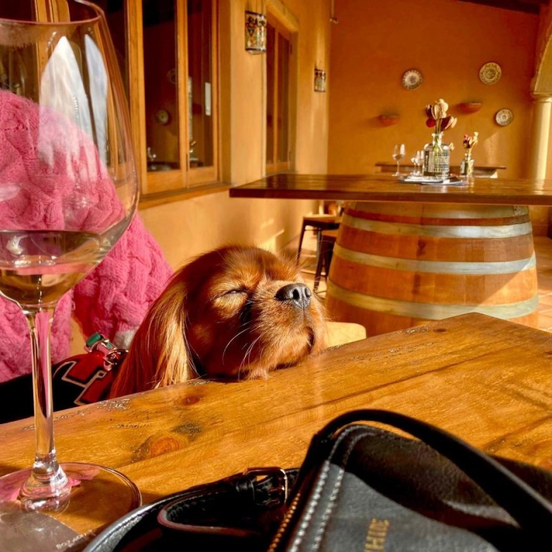 Best Dog Friendly Wineries Hunter Valley