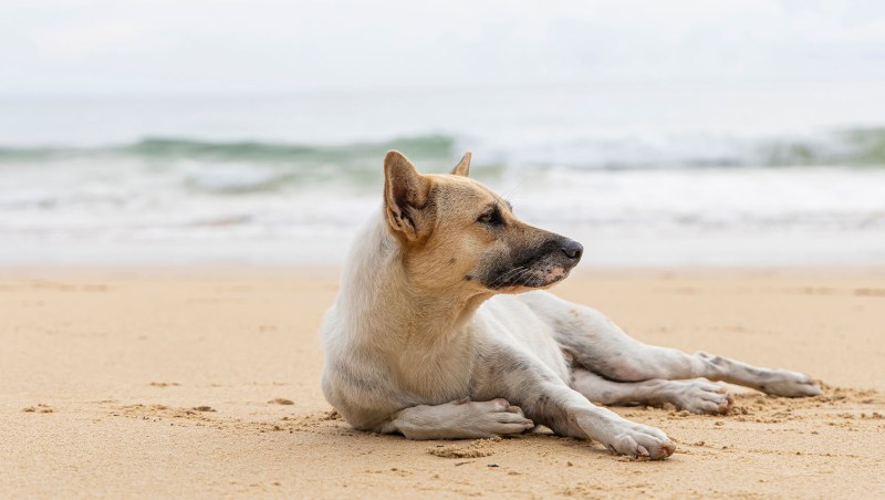 Best Dog Vacation Spots