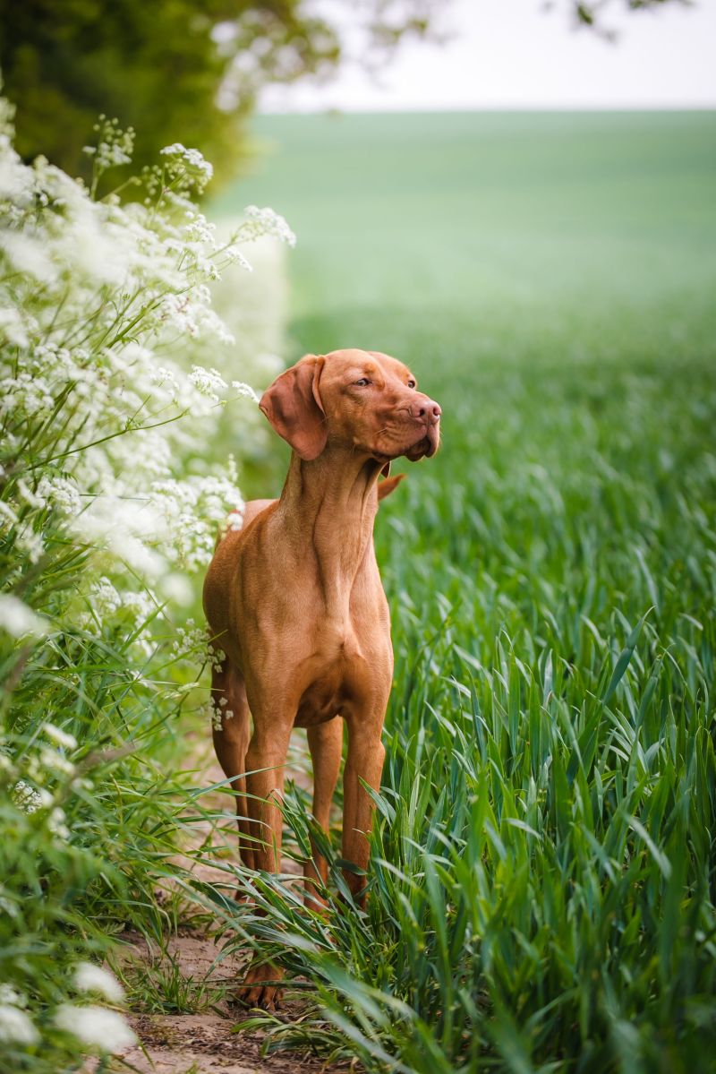 Best Friendly Dog For Family