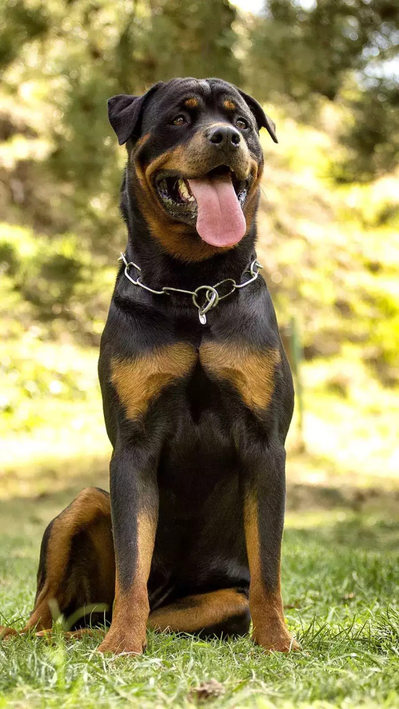 Best Friendly Dog In India