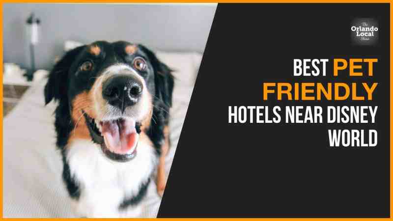 Best Pet Friendly Hotels East Coast