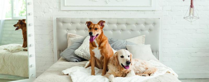 Best Pet Friendly Resorts In Tennessee