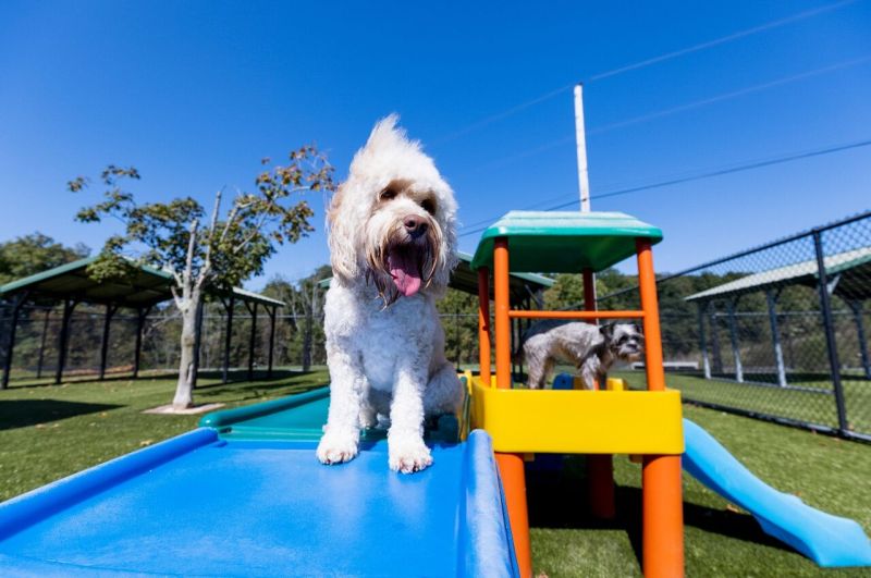 Best Pet Friendly Resorts In Us