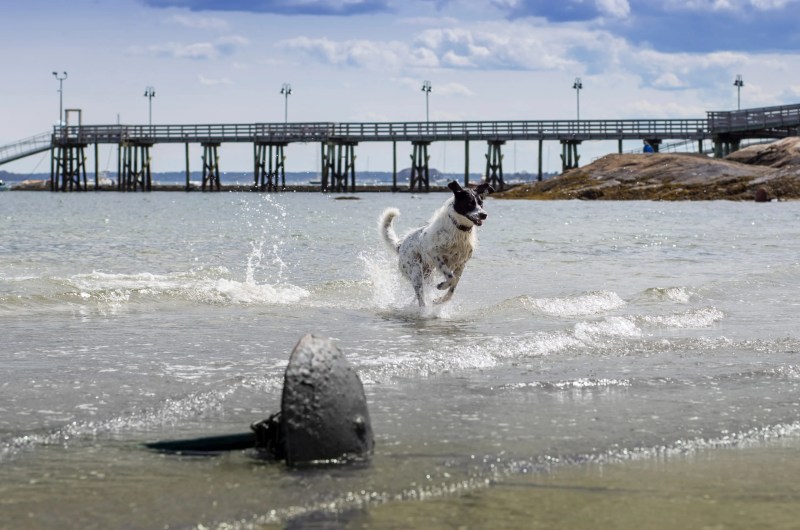 Best Pet Friendly Vacations East Coast