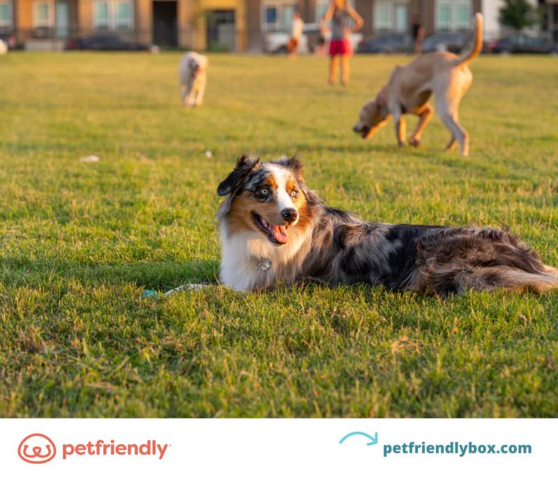 Best Pet Friendly Vacations Near Me