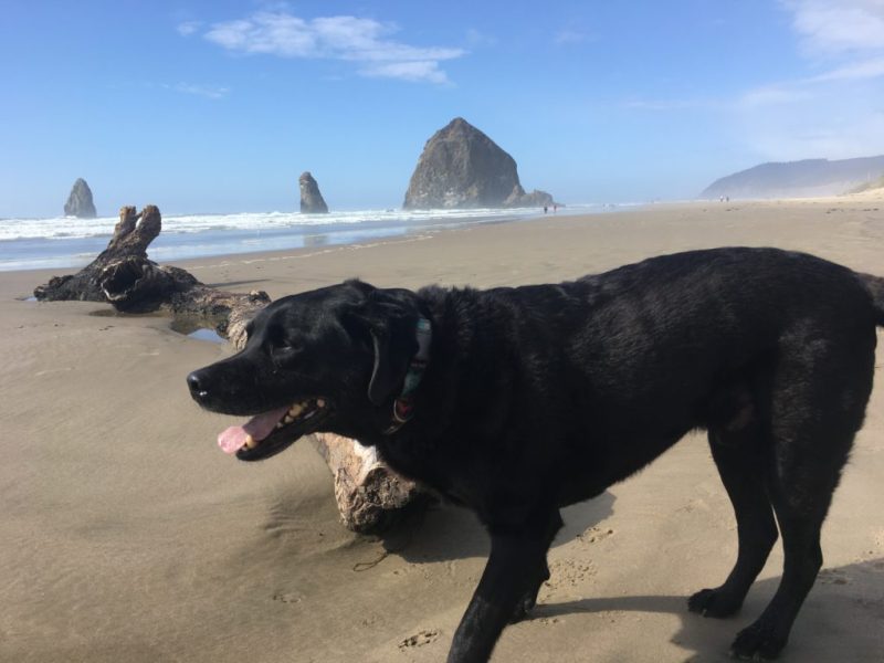 Best Vacations With Dogs West Coast