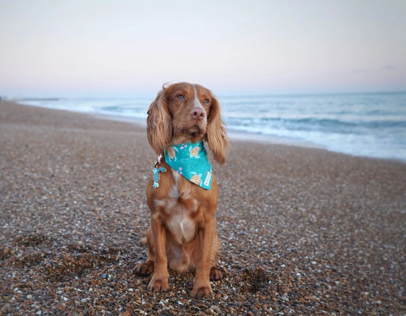 Dog Friendly Beaches East Coast Uk