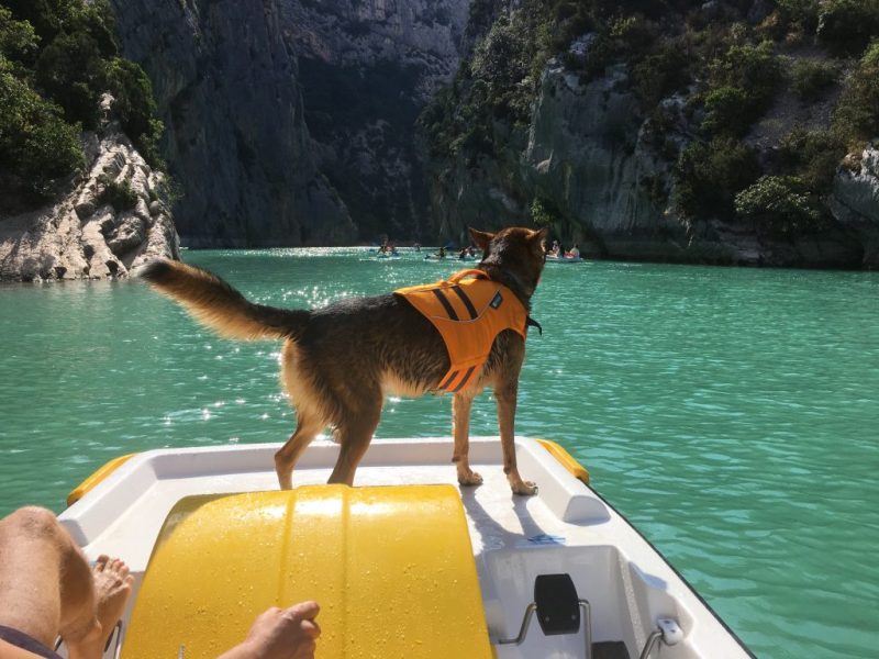 Dog Friendly Boat Trips Near Me