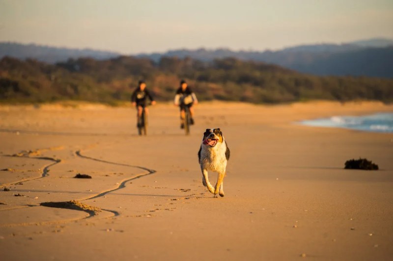 Dog Friendly Cabin Gold Coast