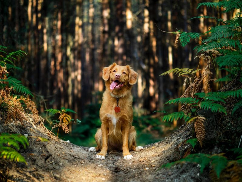 Dog Friendly Forest Holidays