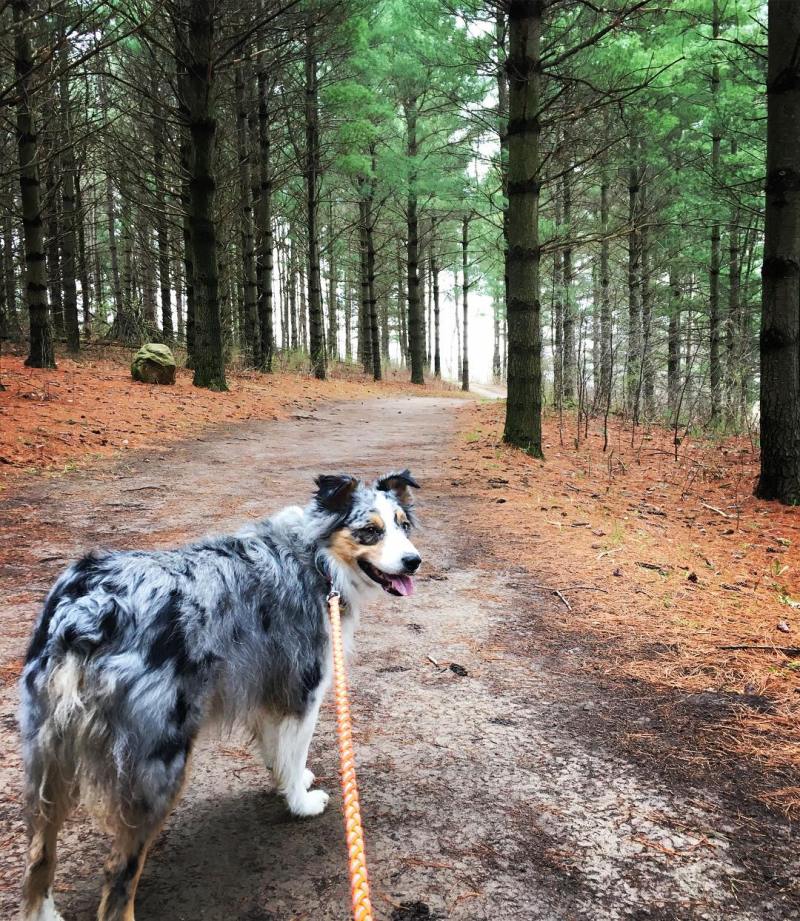 Dog Friendly Hiking Vacations