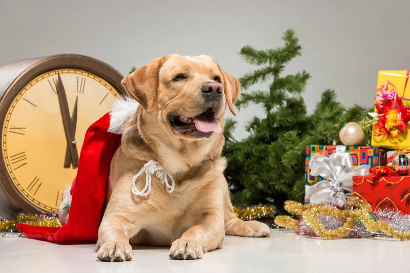 Dog Friendly Holiday Events Near Me