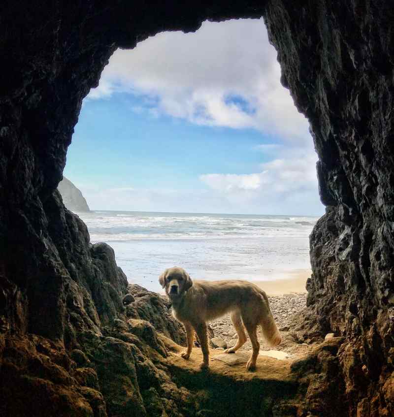 Dog Friendly Holidays By The Sea