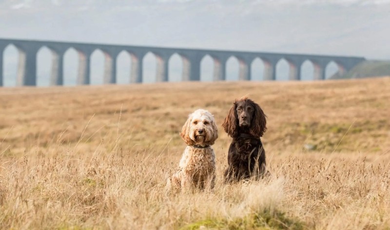 Dog Friendly Holidays East Coast