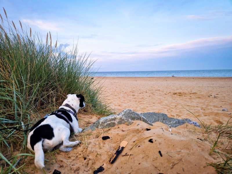 Dog Friendly Holidays Hemsby