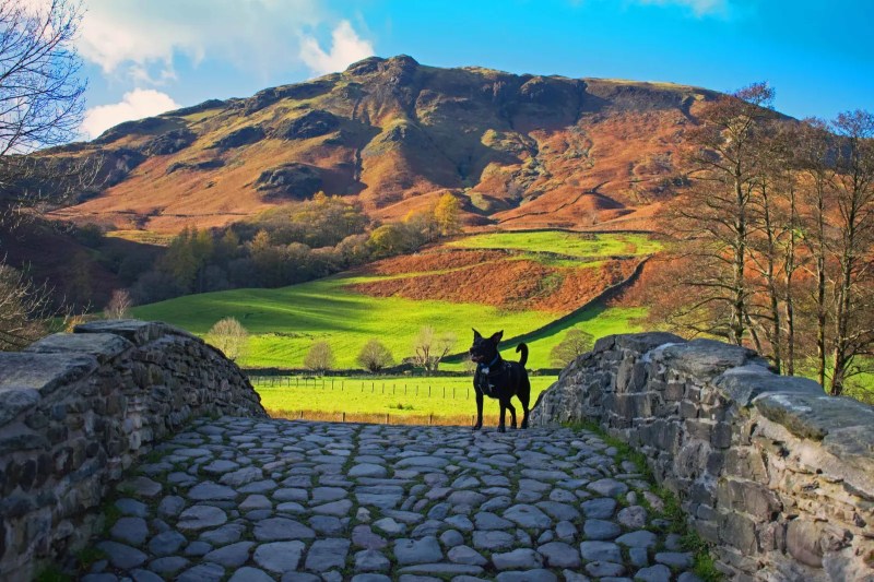 Dog Friendly Holidays Lake District